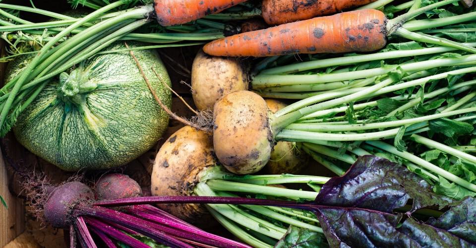 Guide To Growing It Anywhere How You Can Grow Your Own Fruits And Guide To Growing It Anywhere How You Can Grow Your Own Fruits And Vegetables Whether Re Urban Or Suburban